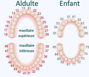 Schéma dentaire, Clinique Dentaire Pédiatrique de Salaberry